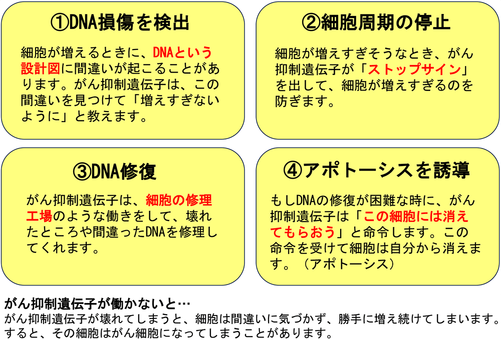 がん抑制遺伝子の主な働き