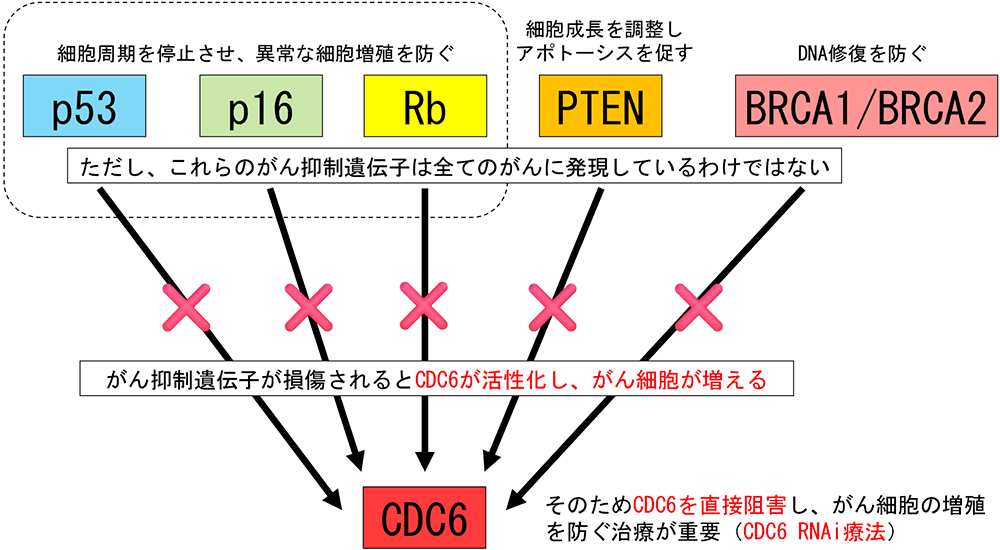 さまざまながん抑制遺伝子がCDC6の活性に影響している