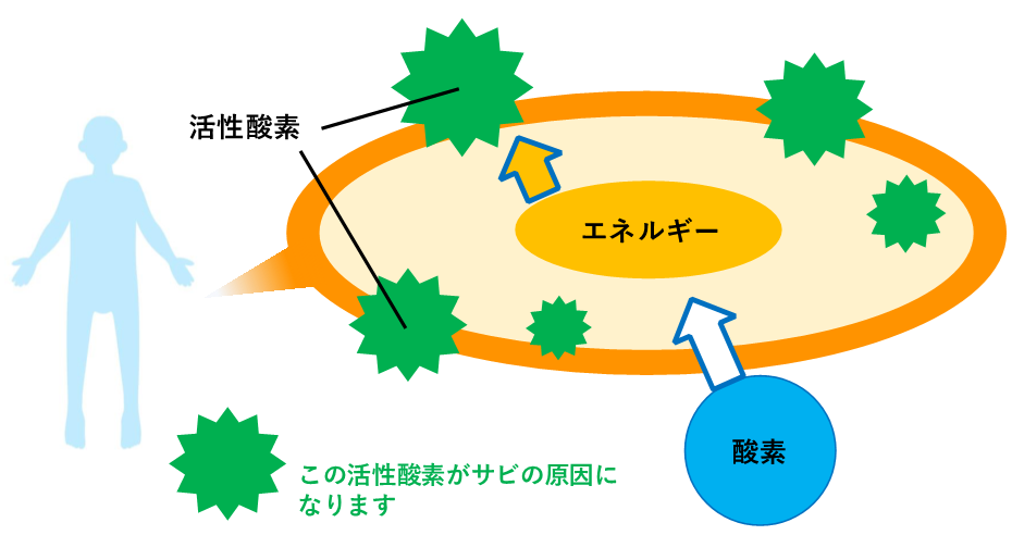 酸素からエネルギーが作られる際に活性酸素が発生する